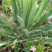 Adams Needle Yucca